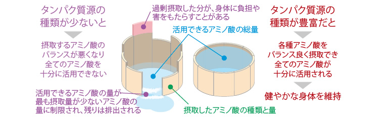 摂取したアミノ酸の種類と量